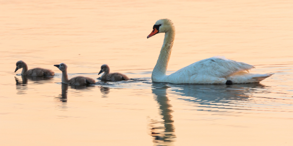 Swan Family