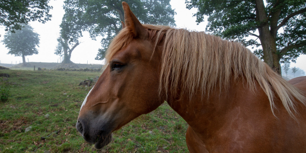 Horse Portrait