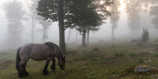 Horse in Morning Light