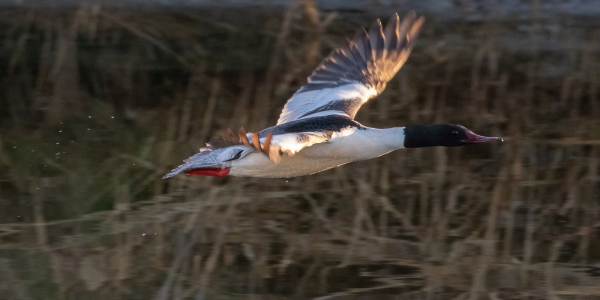 20190418-_L6A4560