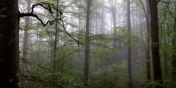 FOGGY FOREST ONE